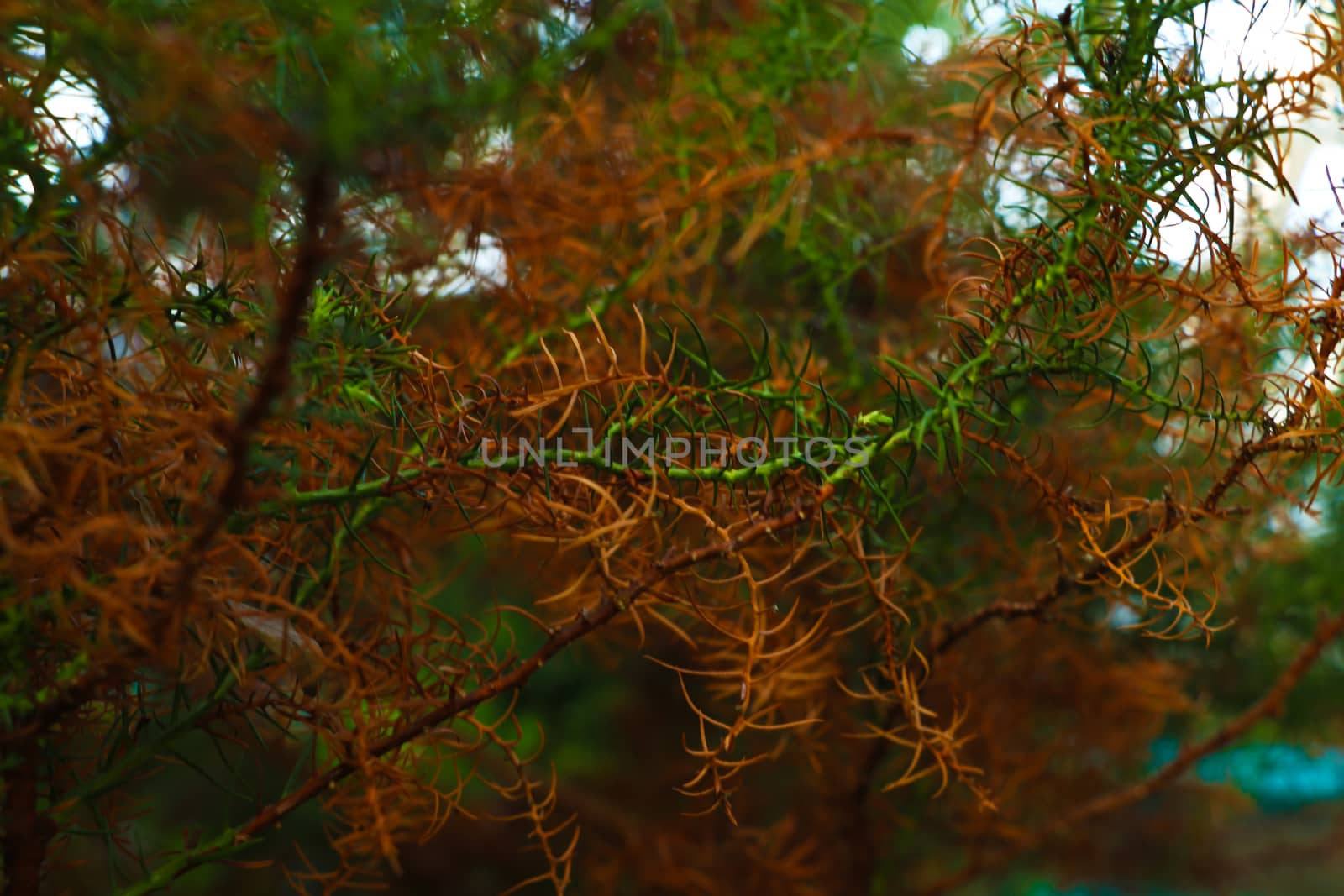 Rotala Macrandra Narrow Leaf, plant background