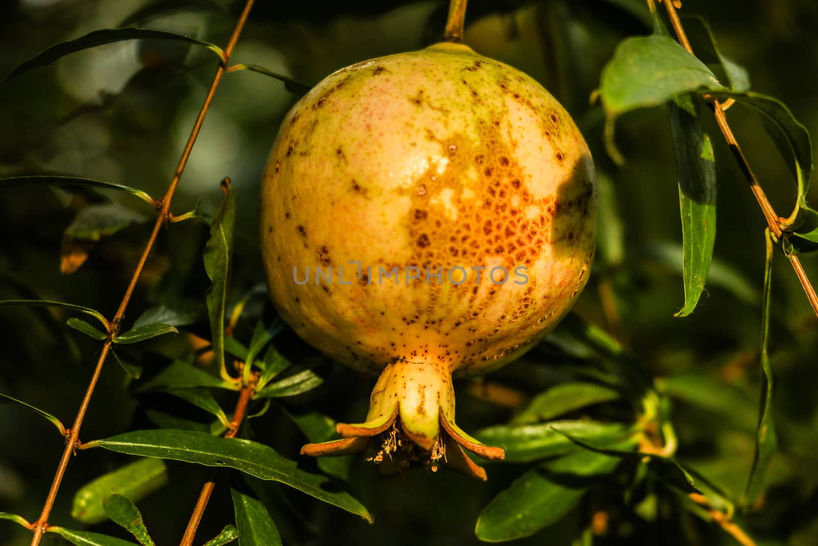 ripening garnet hanging on a branch of a tree. by kip02kas