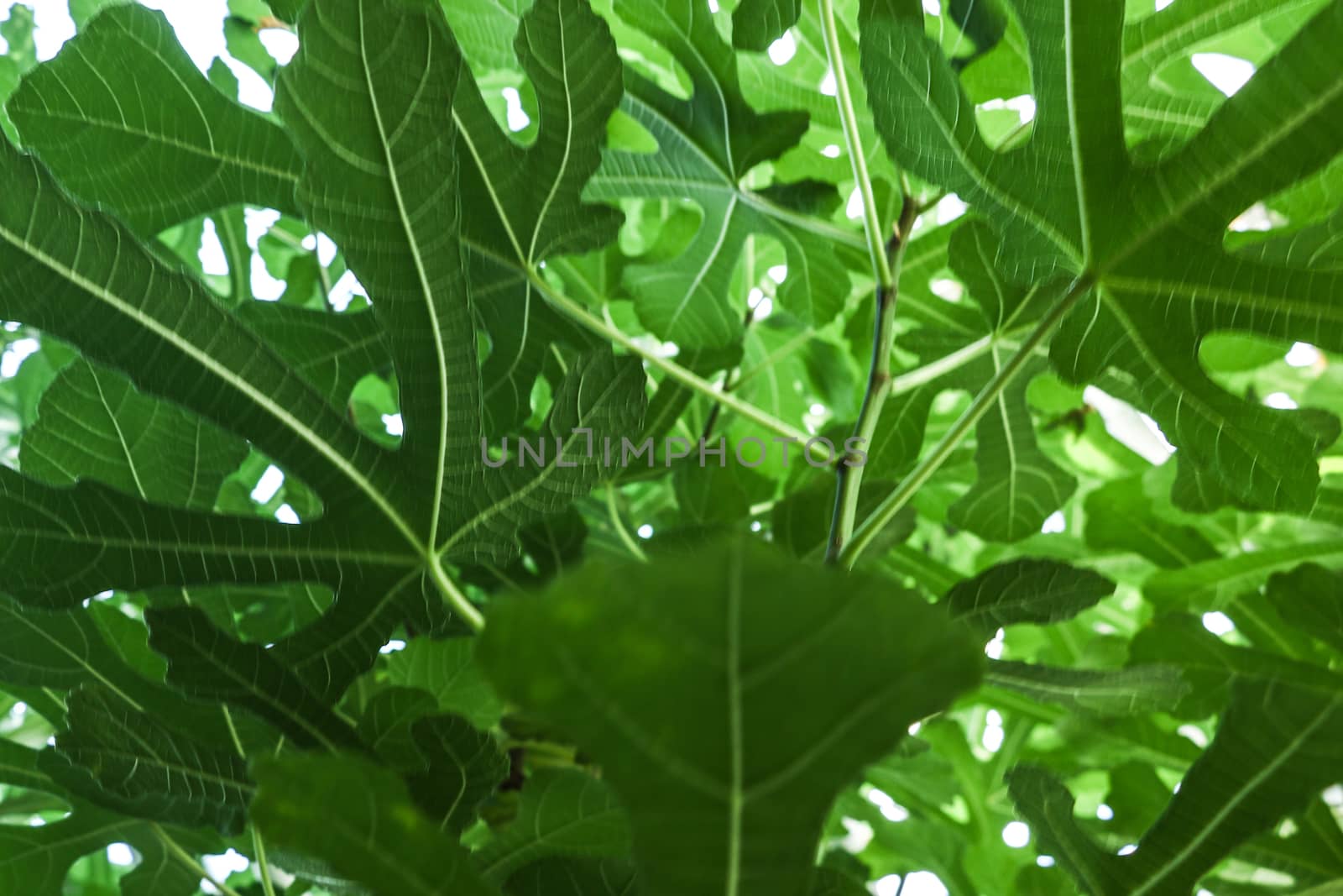 Beautiful green leaves on the trees, background, texture. by kip02kas