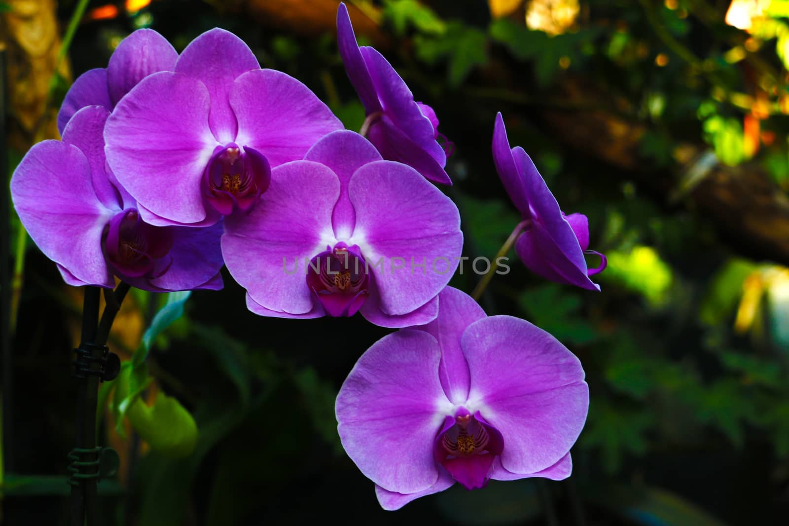 pink Phalaenopsis or Moth dendrobium Orchid flower in summer or spring day tropical garden Floral background.Selective focus.agriculture idea concept design with copy space add text