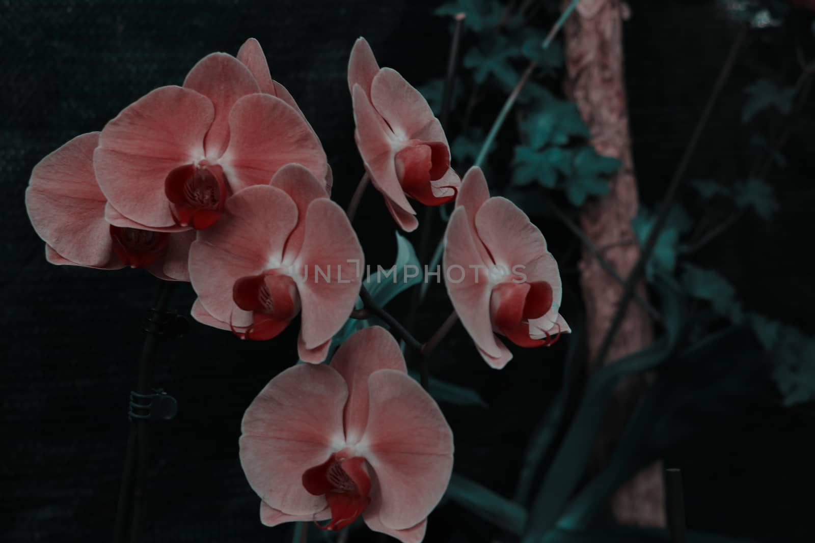 pink Phalaenopsis or Moth dendrobium Orchid flower in summer or spring day tropical garden Floral background.Selective focus.agriculture idea concept design with copy space add text. by kip02kas