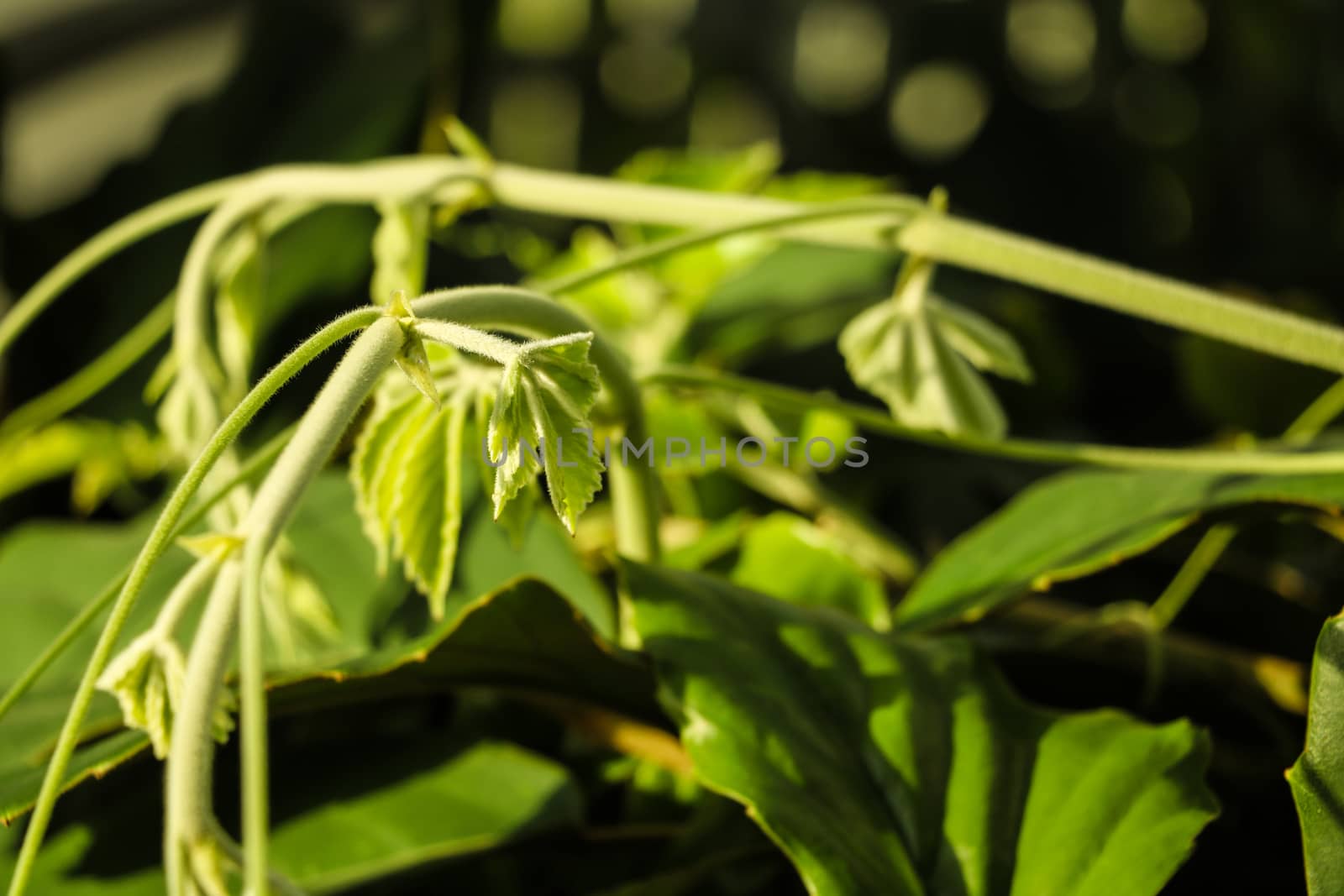 Young green leaves of plants in spring or summer. Beginning of life