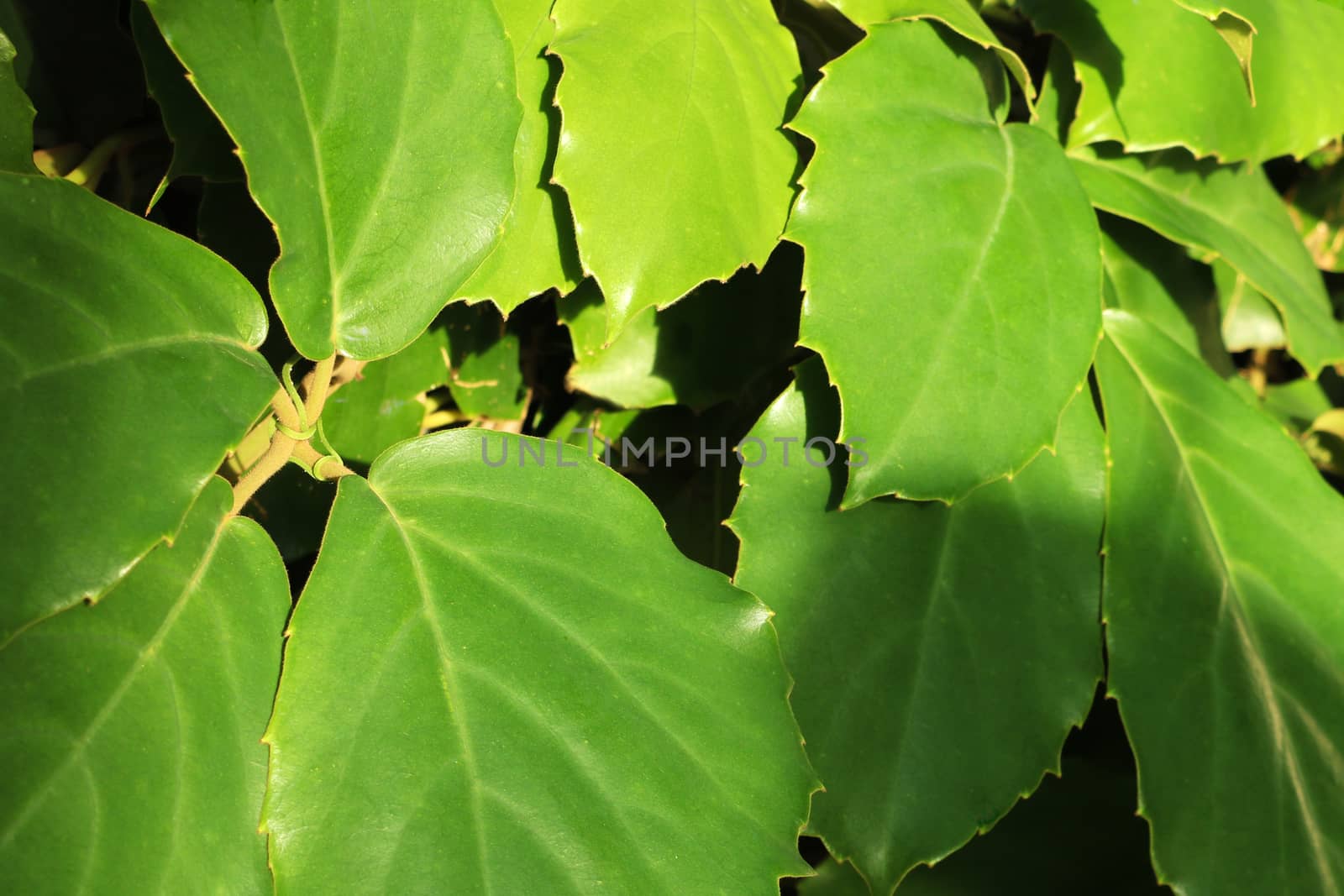 Young green leaves of plants in spring or summer. by kip02kas