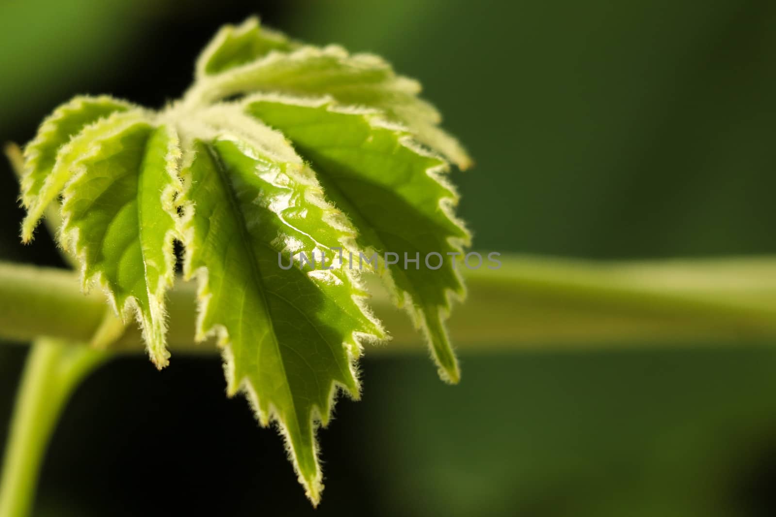 Young green leaves of plants in spring or summer. by kip02kas