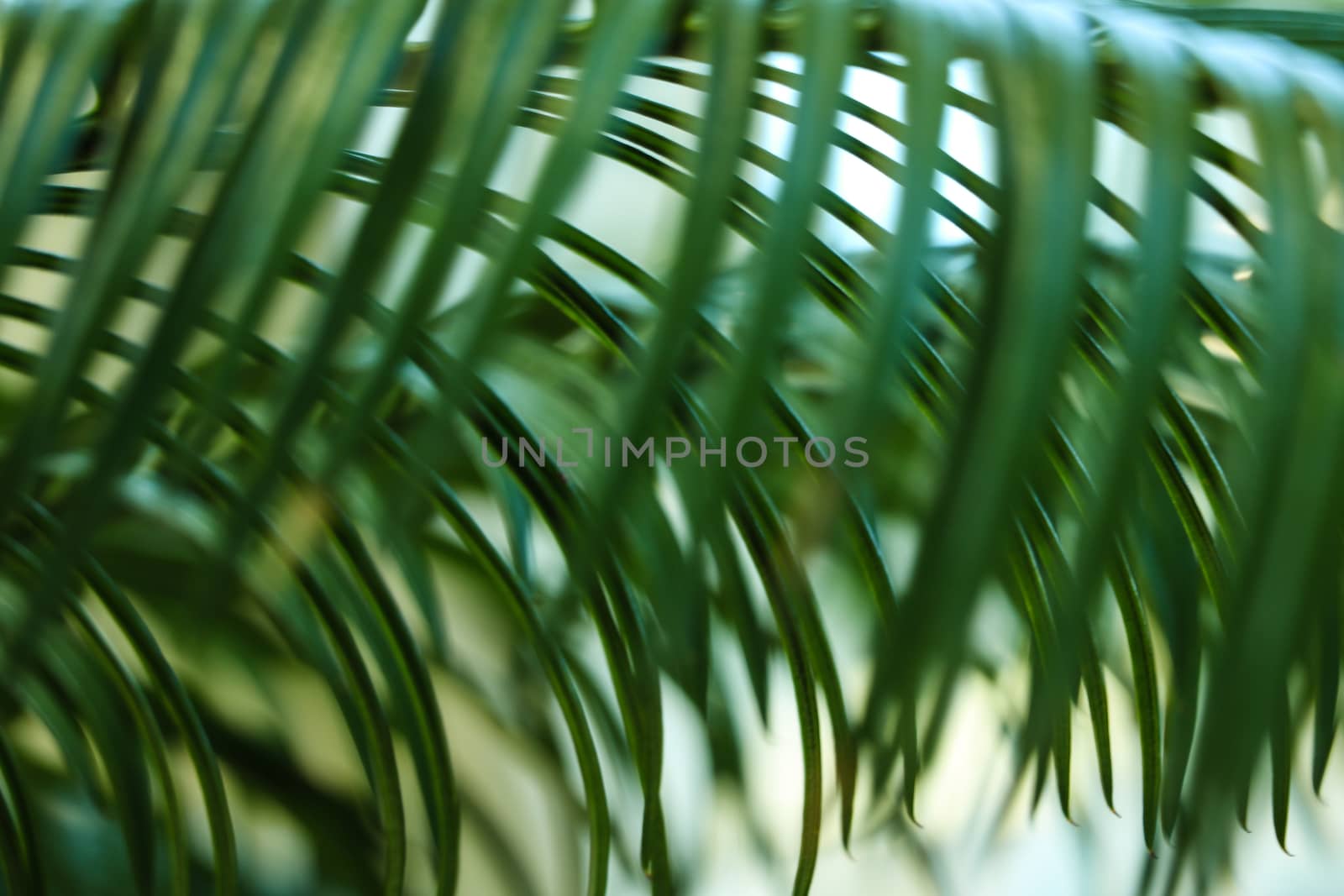 Beautiful natural sugar palm leaves in spring or summer. Background