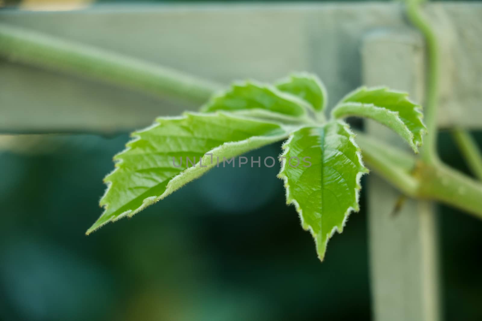 Young green leaves of plants in spring or summer by kip02kas