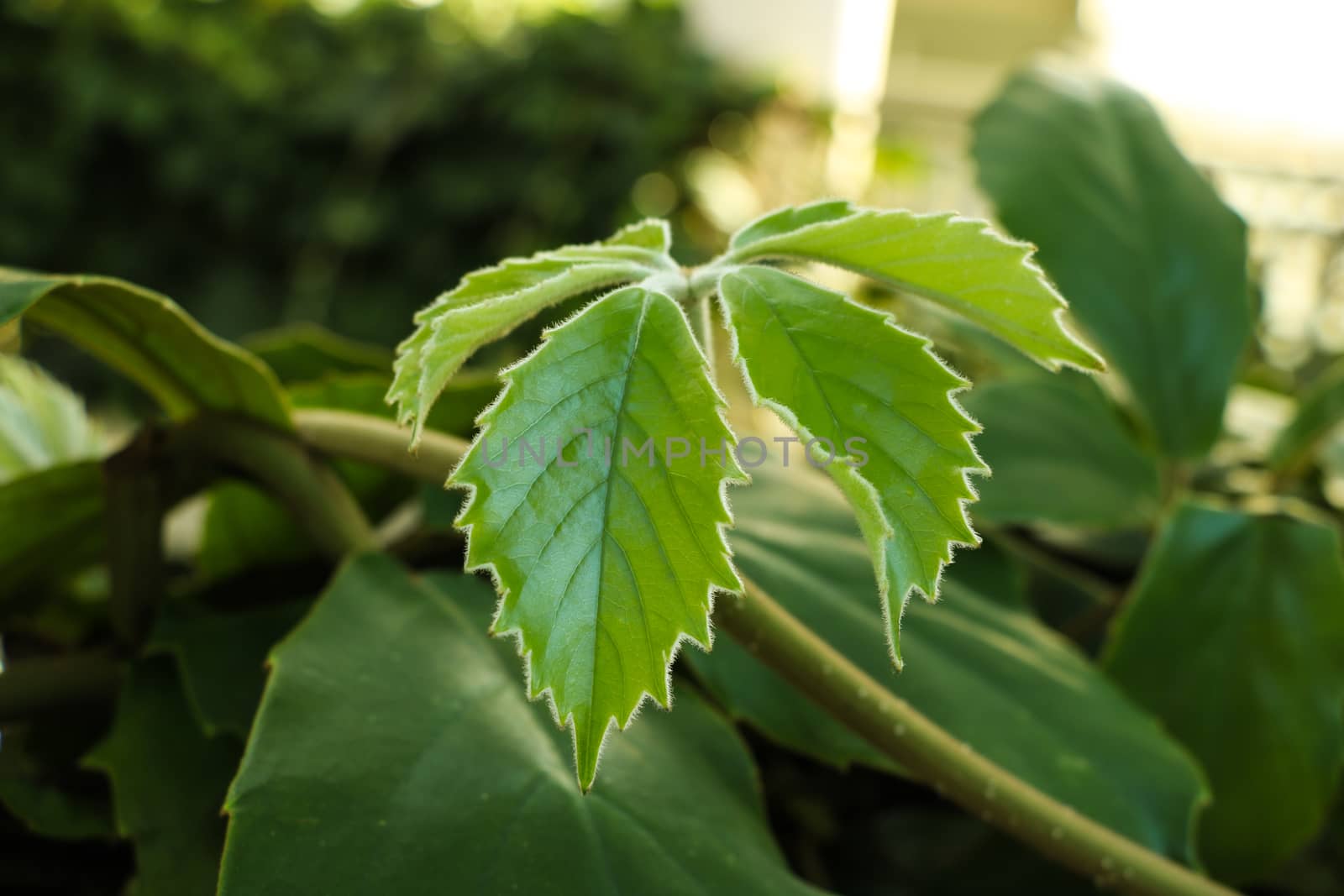 Young green leaves of plants in spring or summer. by kip02kas