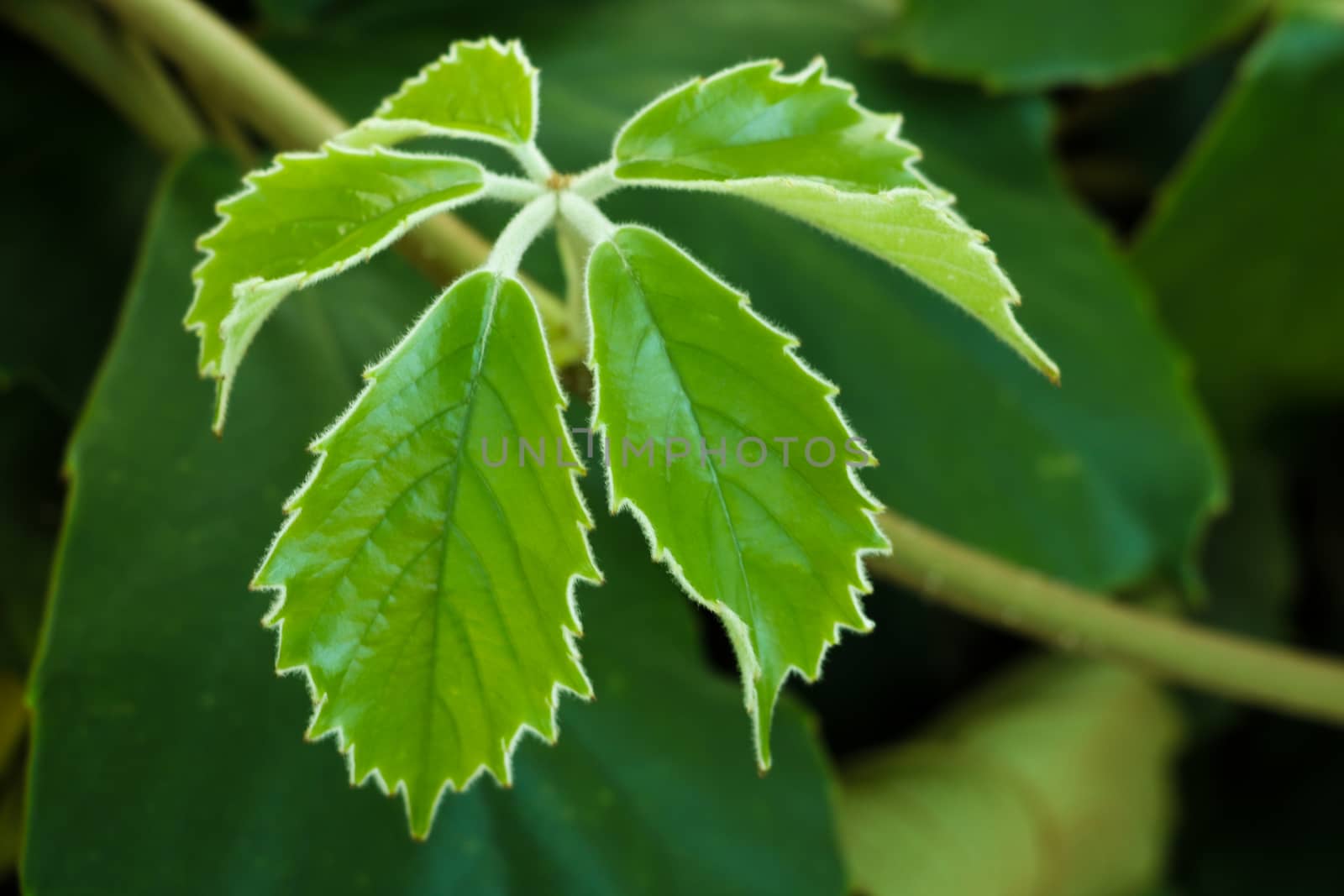 Young green leaves of plants in spring or summer. Beginning of life