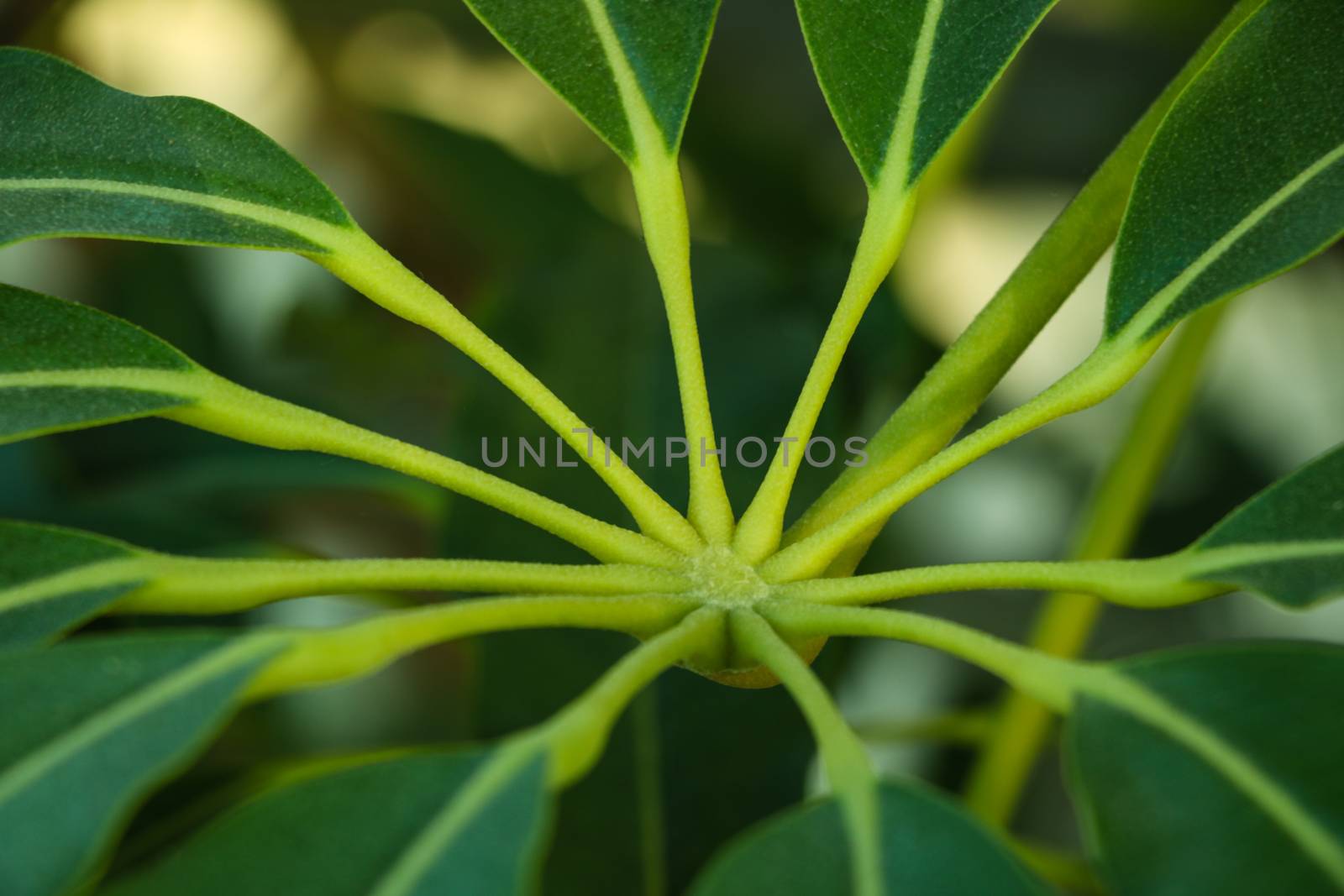 Money tree Pachira aquatica houseplant in front of a curtain with green optic macro leaf. by kip02kas