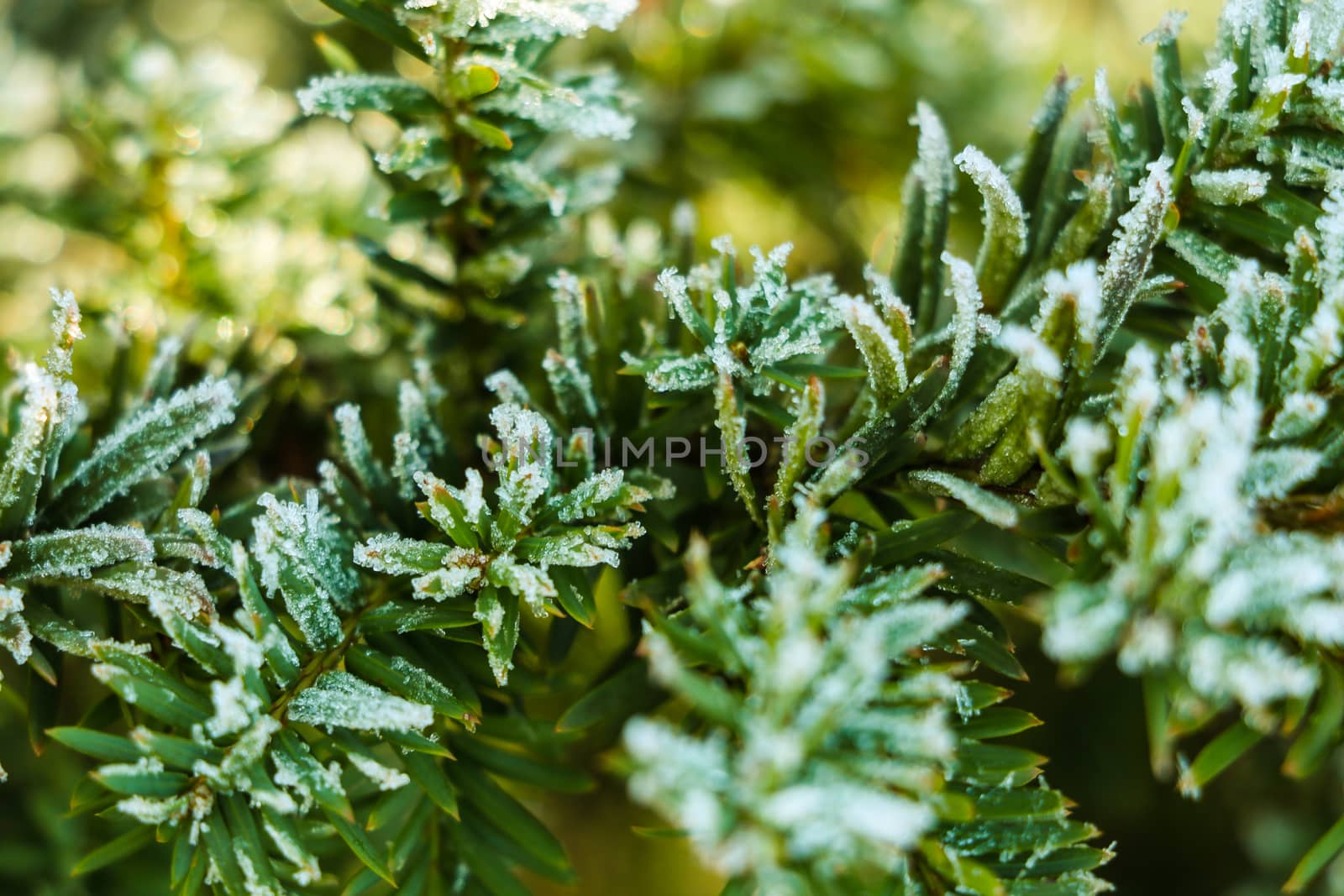 Frozen and covered with frost pine tree branch on an early winter morning, close up view