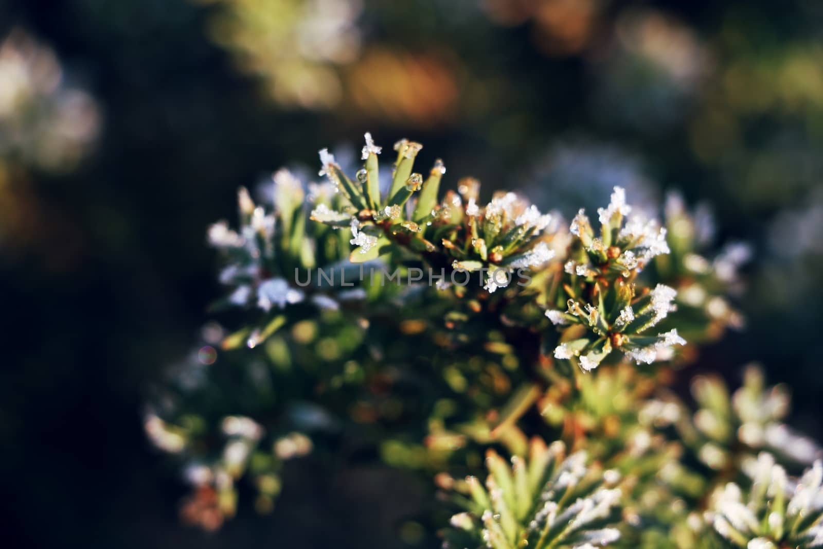 Frozen and covered with frost pine tree branch on an early winter morning, close up view