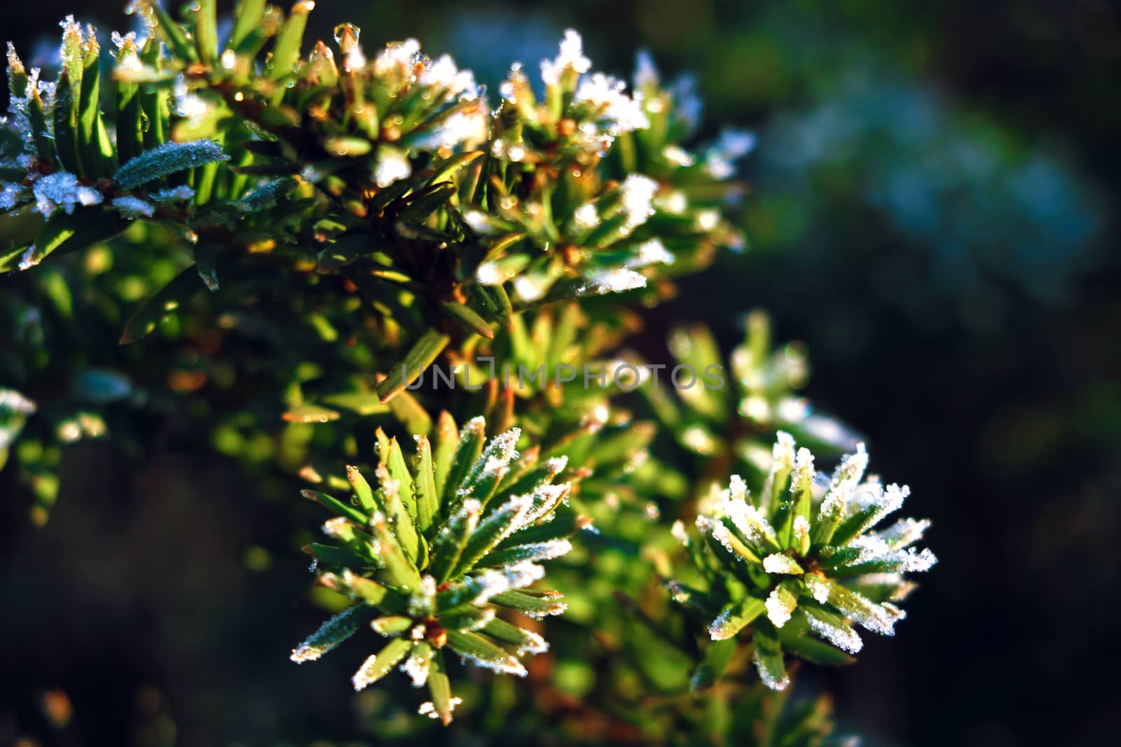 Frozen and covered with frost pine tree branch on an early winter morning, close up view. by kip02kas