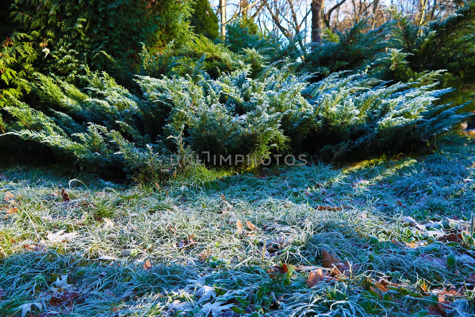 Closeup nature detail of small frosted icy plants and dry, dead frozen leaves with rime covering the ground with crisp, chilly hoar frost and atmospheric sunlight a cold fresh winter morning. by kip02kas