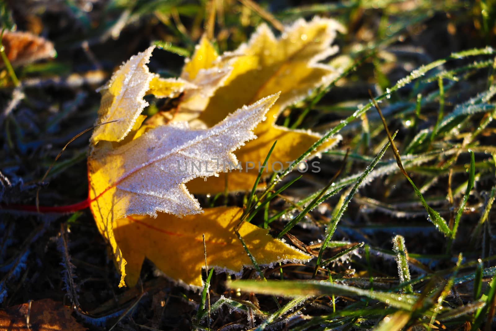 Autumn leaf on green grass, macro closeup