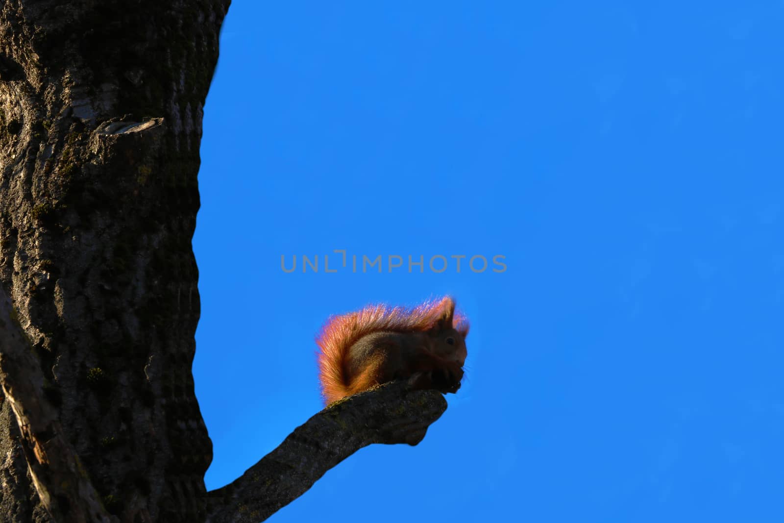 Squirrel eating a nut on a tree against the blue sky. by kip02kas