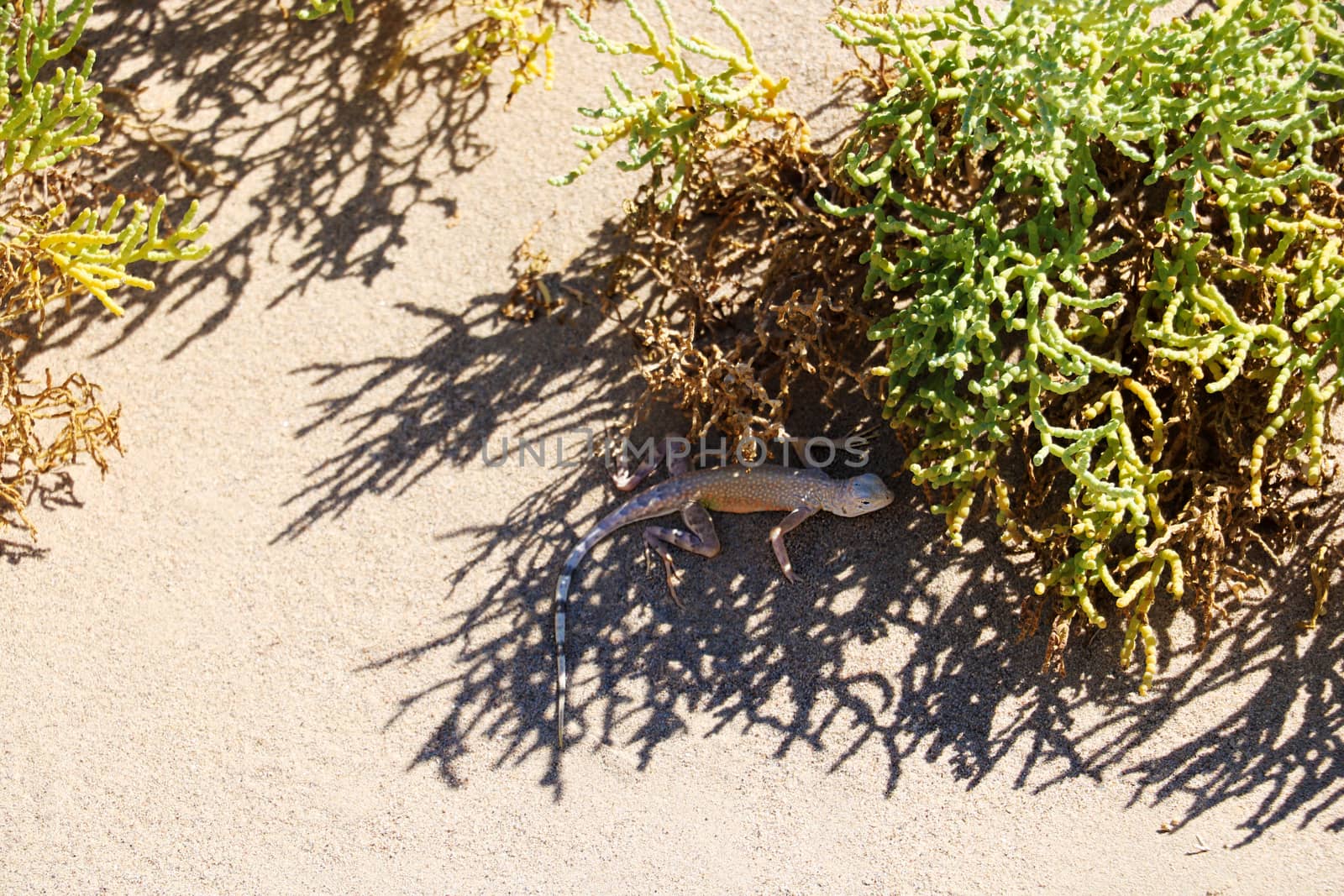 Lizard under the bush on a sunny hot day. by kip02kas