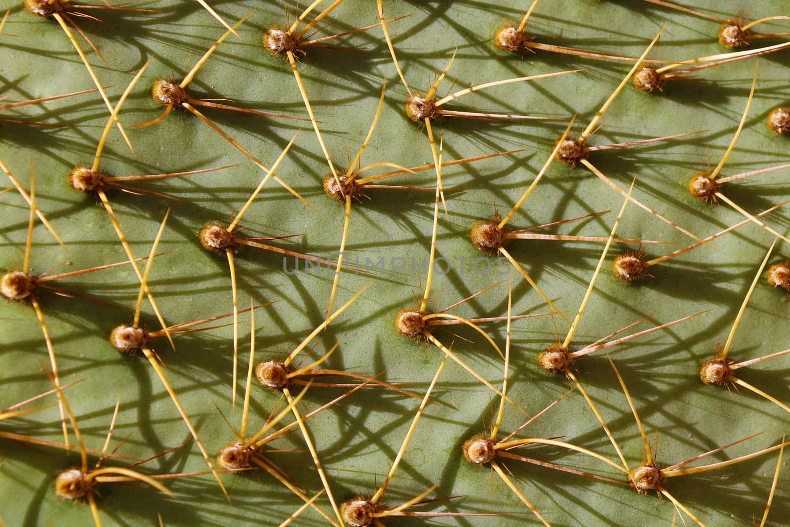 Up Close View of Cactus Needles Creating an Organic Background