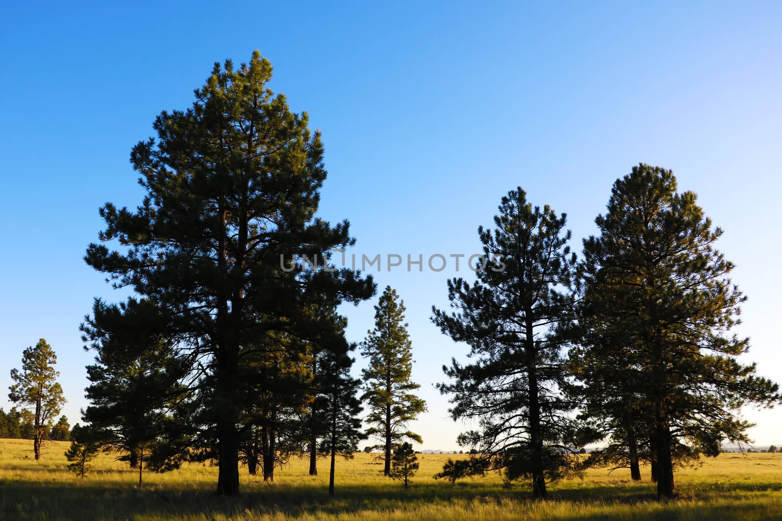 Late afternoon sun in Arizona casts long shadows across a broad grass field, tree covered hills and blue sky with clouds in the background. by kip02kas