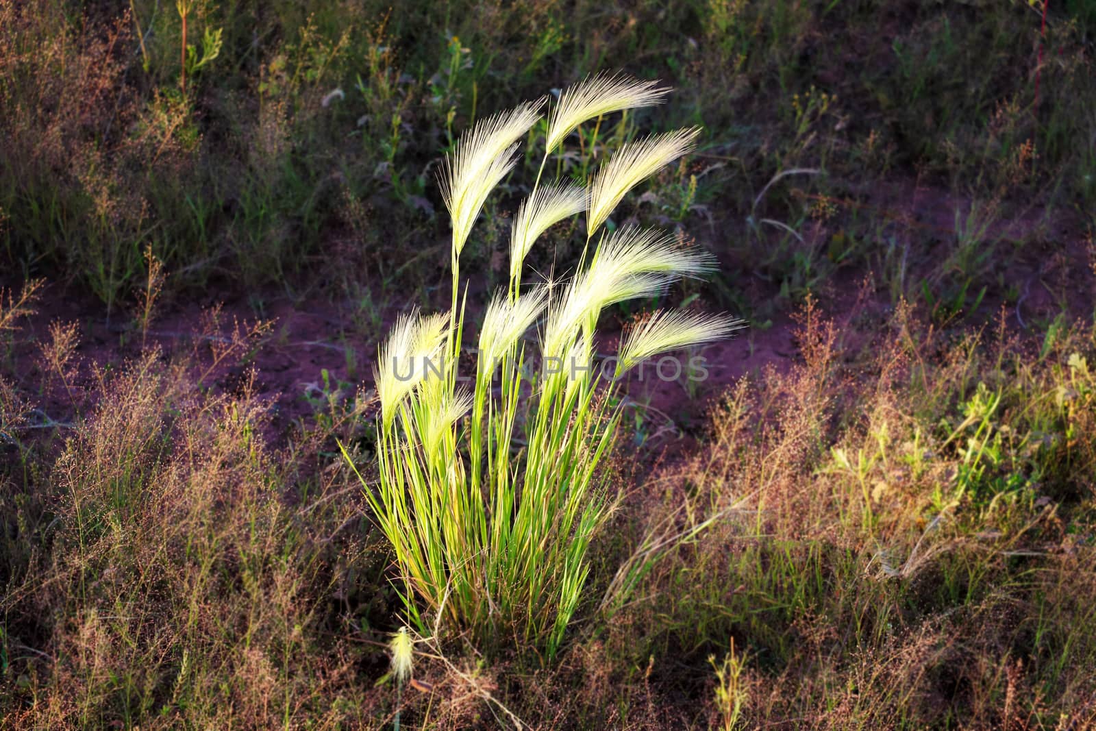 Young green wheat field. Ripening ears wheat. Agriculture. Natural product. Agricaltural landscape. by kip02kas