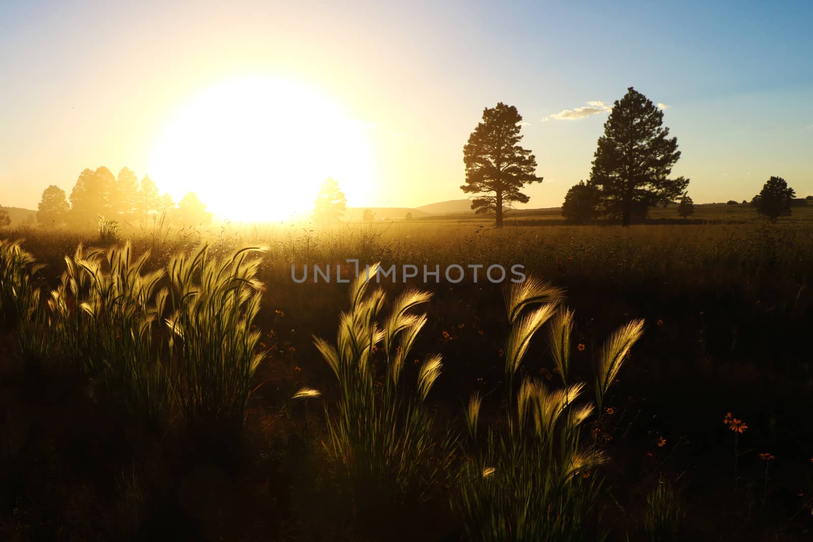 Rays of sunlight through the ears of wheat