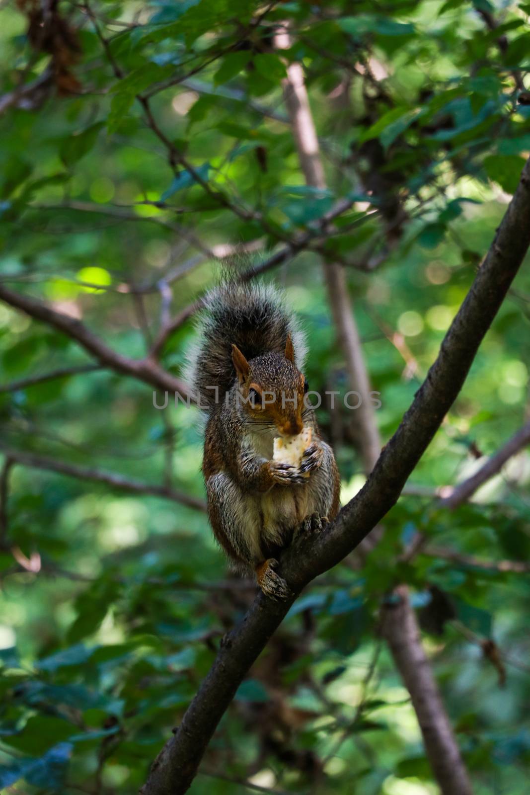 The little squirrel feasting high up in a tree