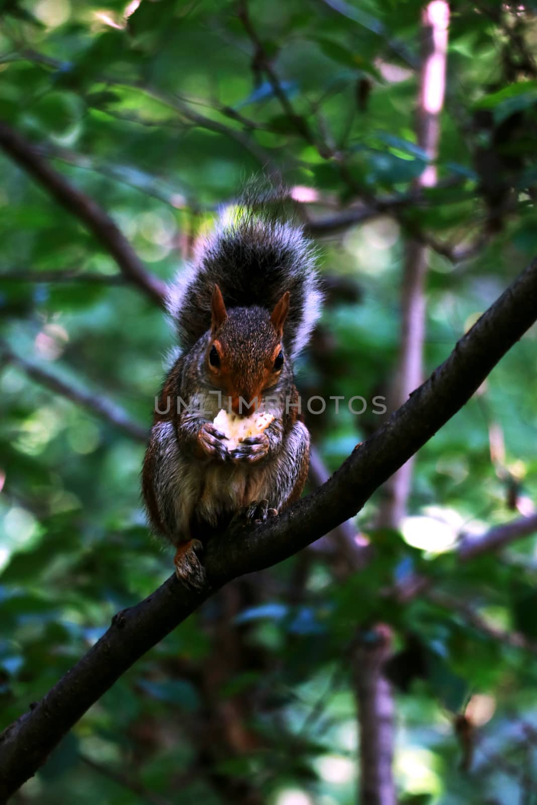 Beautiful squirrel sitting on a branch in the park