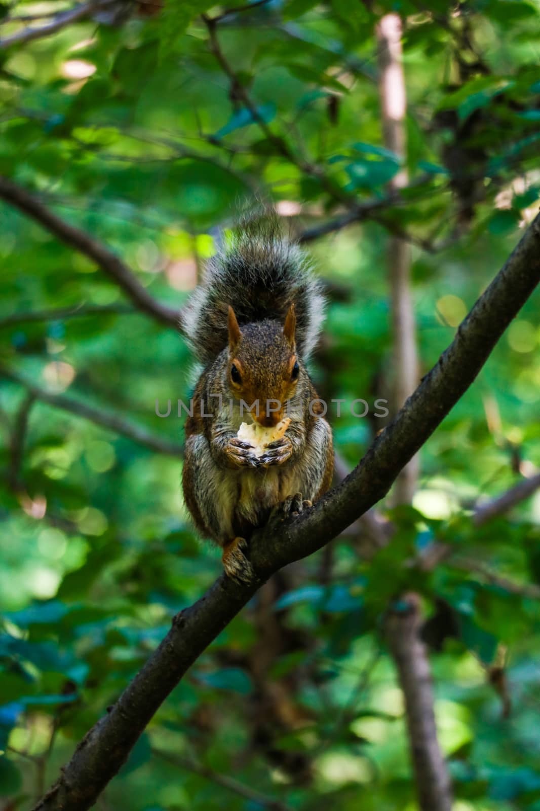 The little squirrel feasting high up in a tree