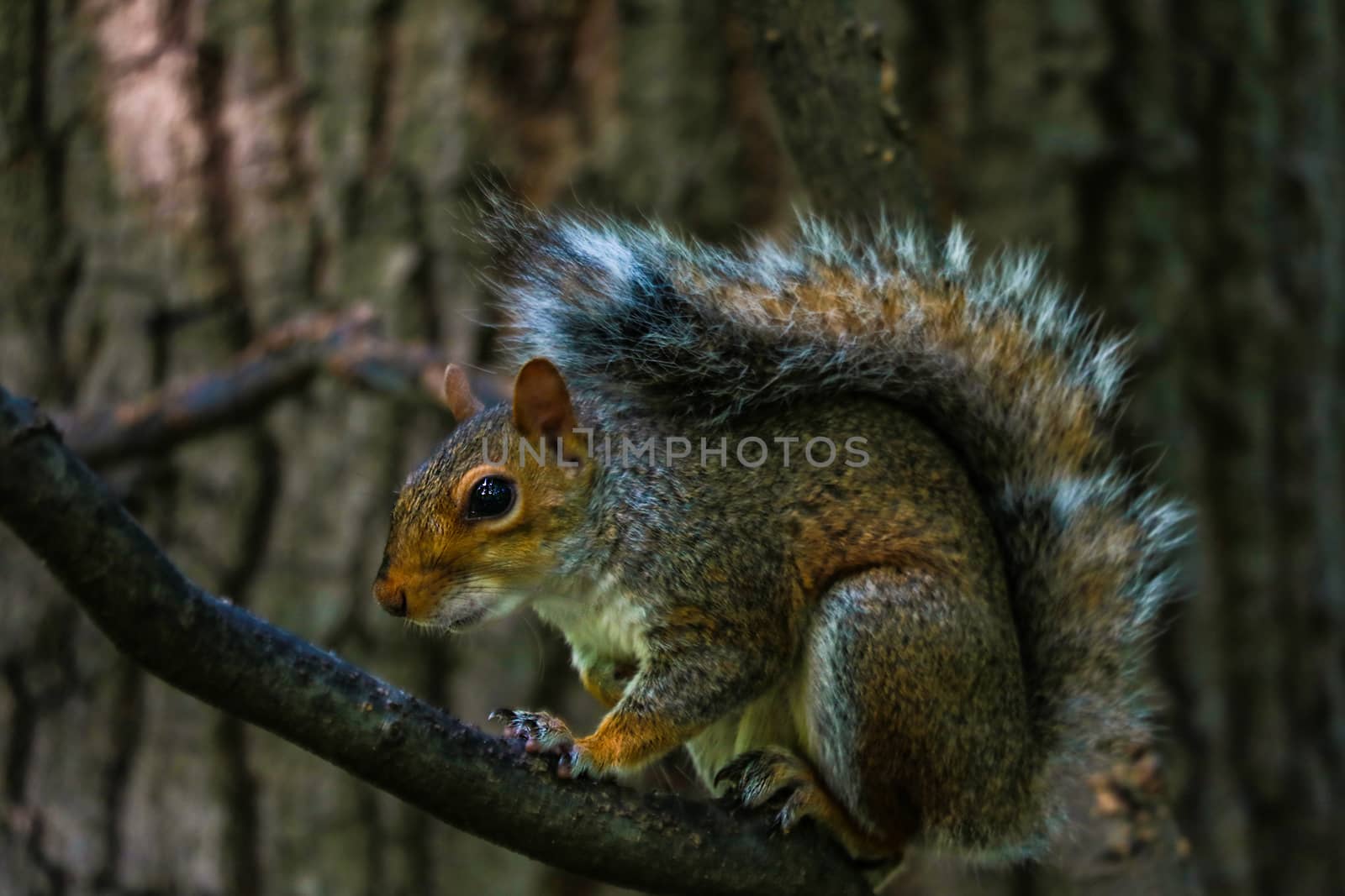 Squirrel eating on big branch in Central Park in New York