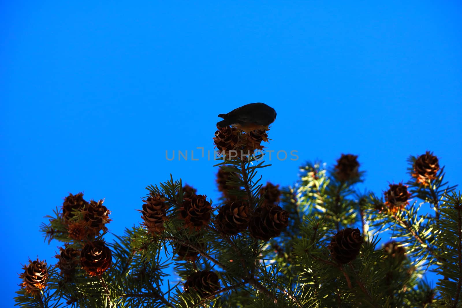 View of pine branches and cones against the blue sky