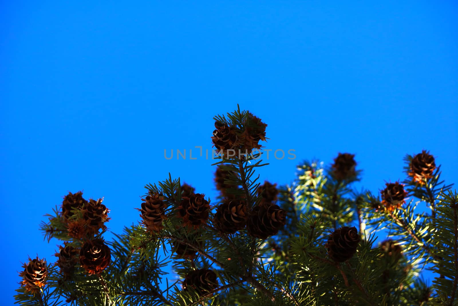 A pine branch with a lot of cones and green needles against the blue sky