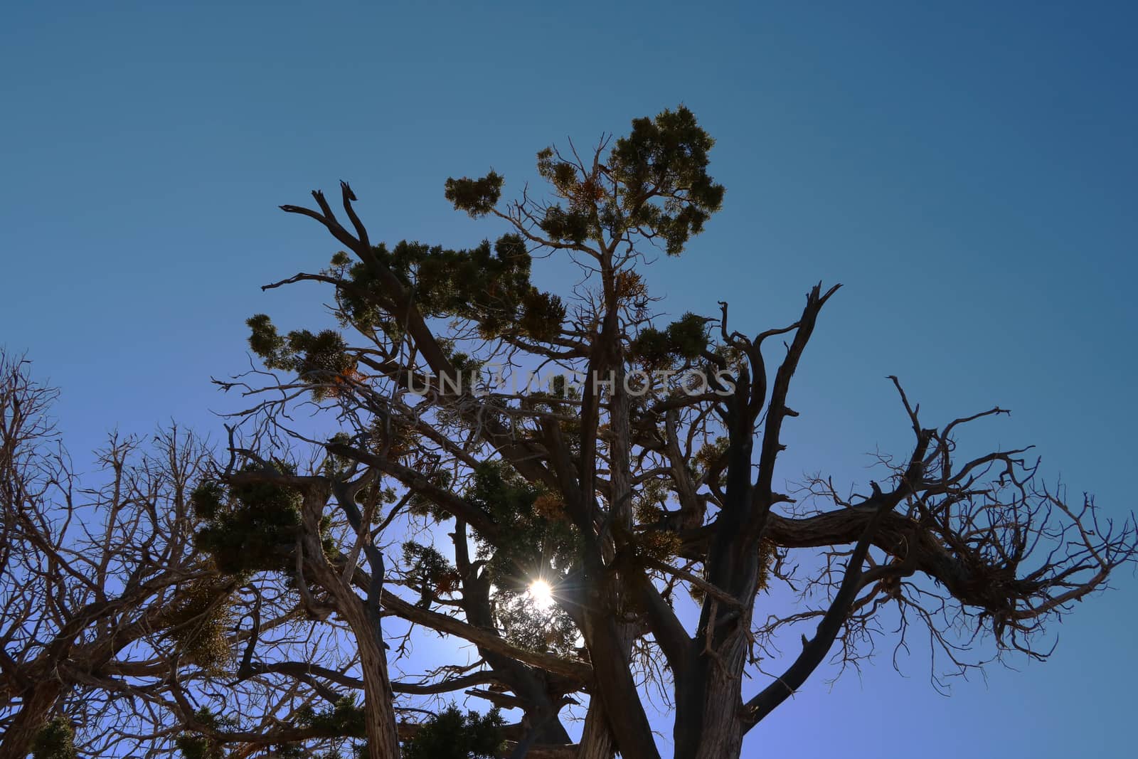 Dead tree silhouette shape against clear empty blue sky in summer sun