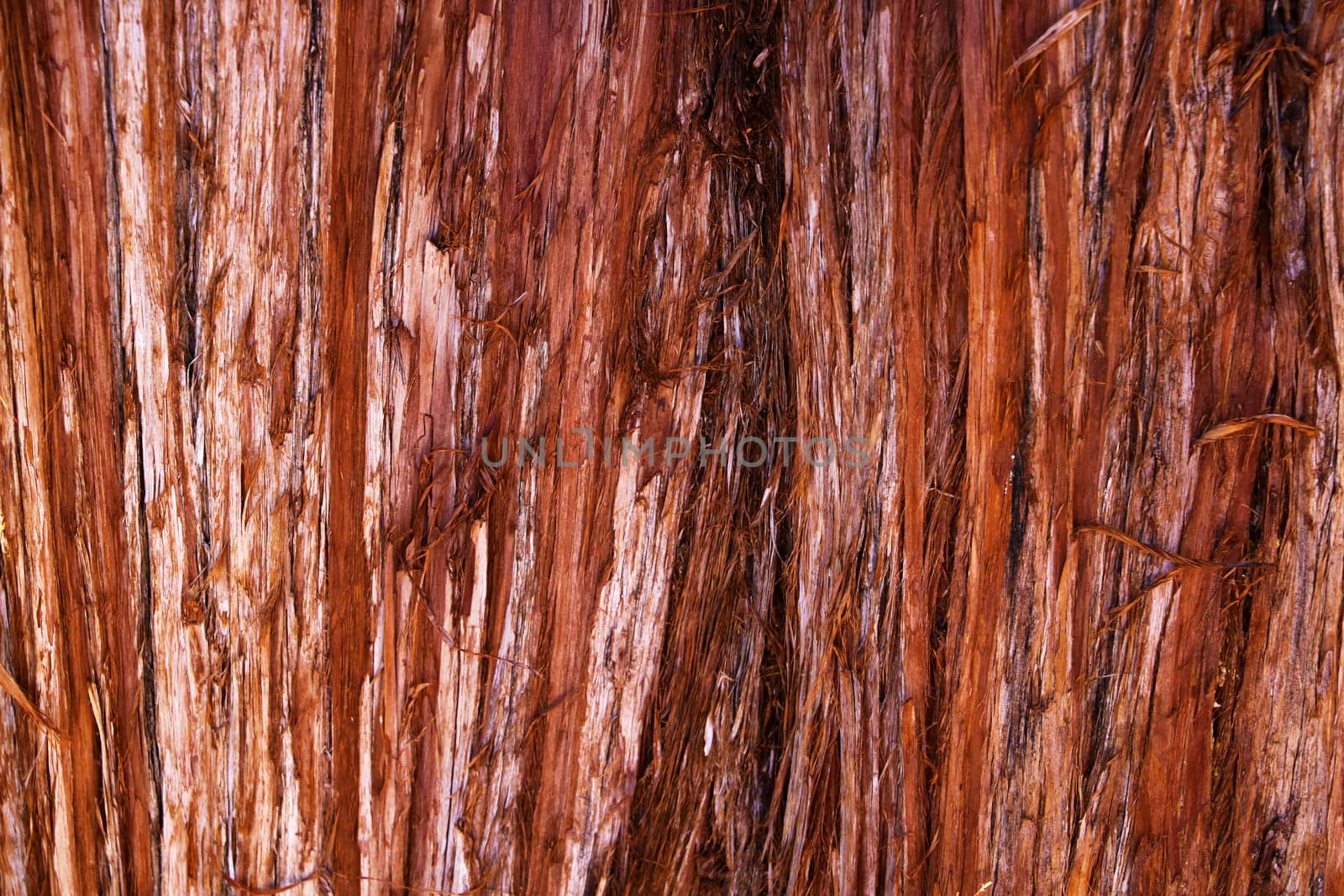 The texture of the bark of a young coastal redwood, Sequoia sempervirens- background or backdrop. by kip02kas