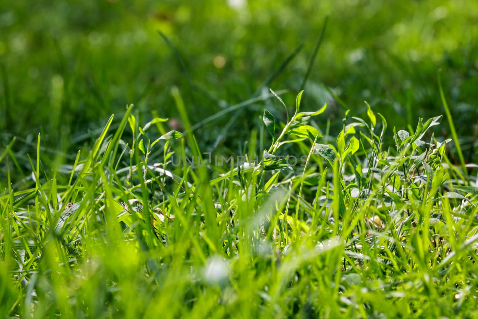 Young green grass in the park or in the garden, background