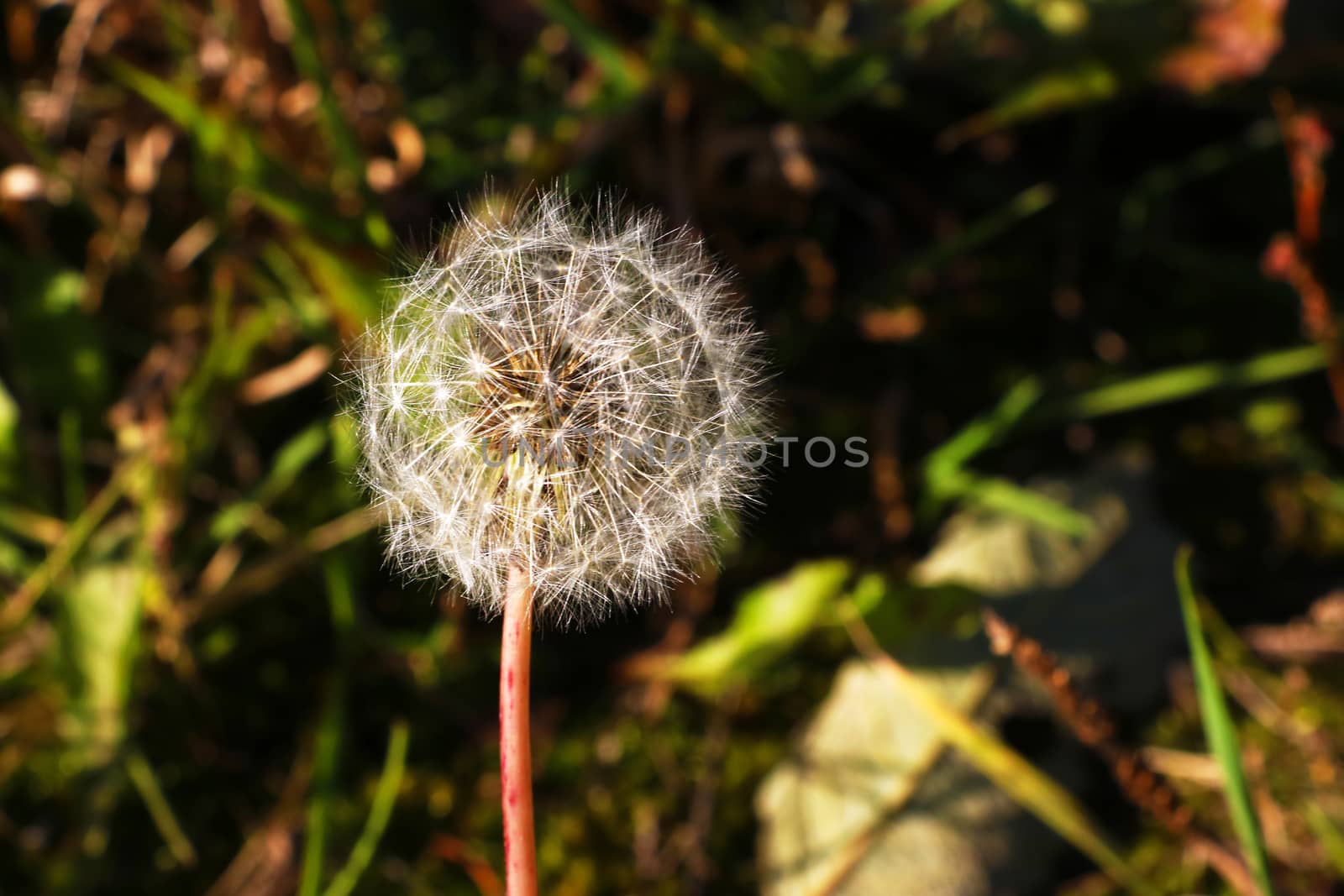 White dandelion on a background of green and dry grass in macro. by kip02kas