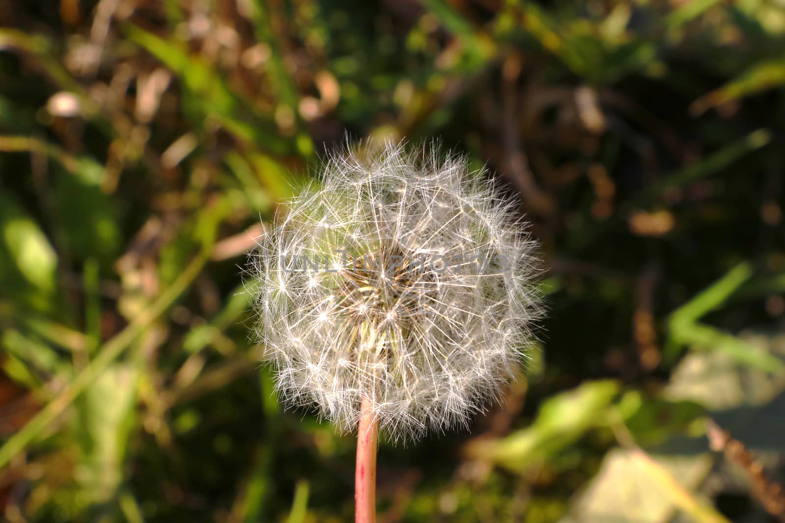 beautiful exquisite gentle dandelion in the meadow. by kip02kas