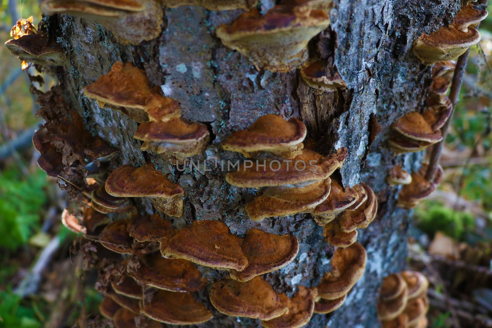 Close up the mushroom growing on the wet soil