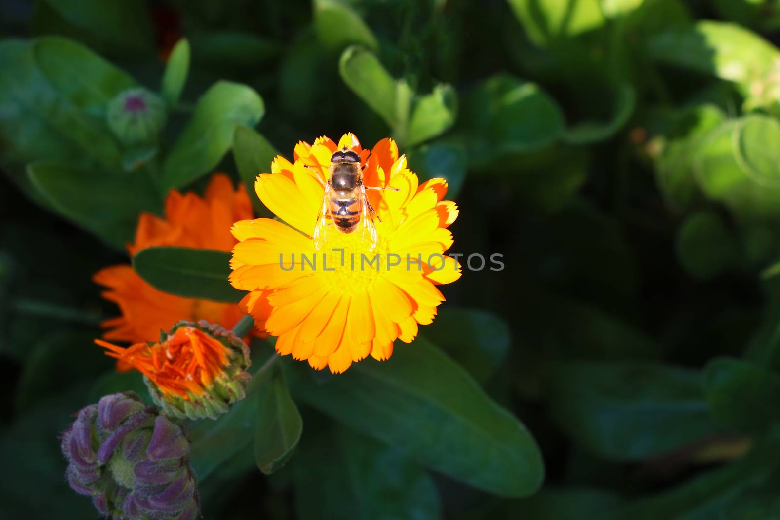 A bee rummages on a yellow flower, a flower with a bee in the summer garden