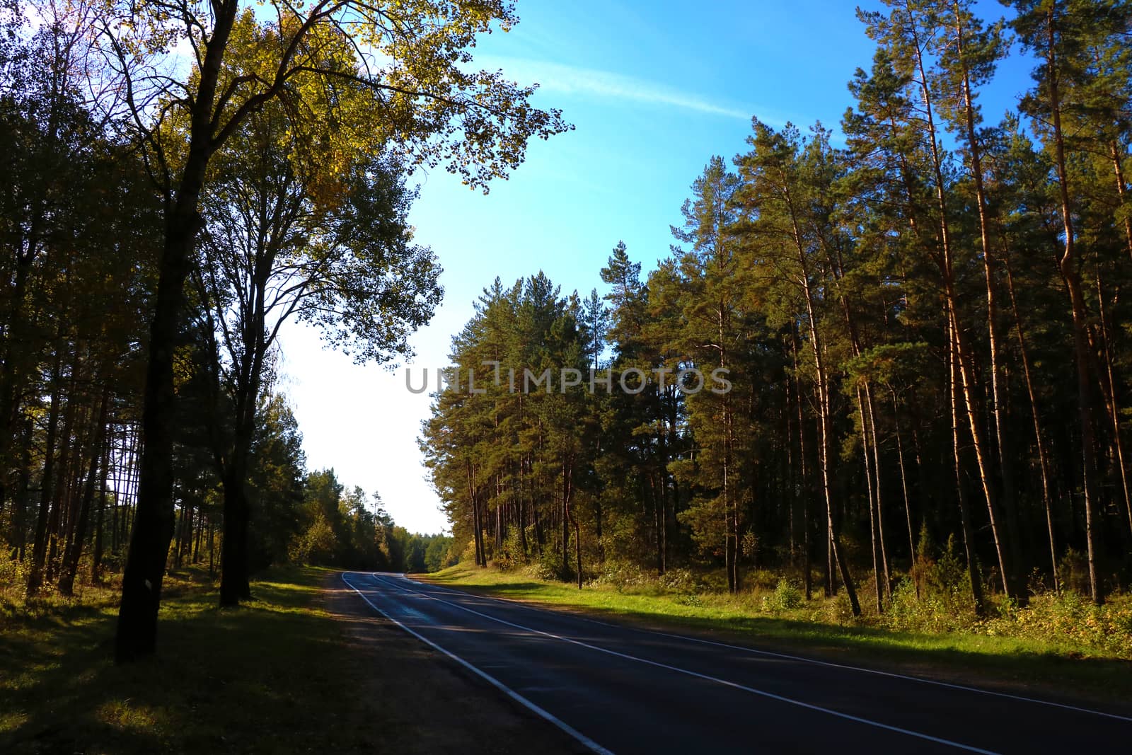 View of the forest road on a sunny day