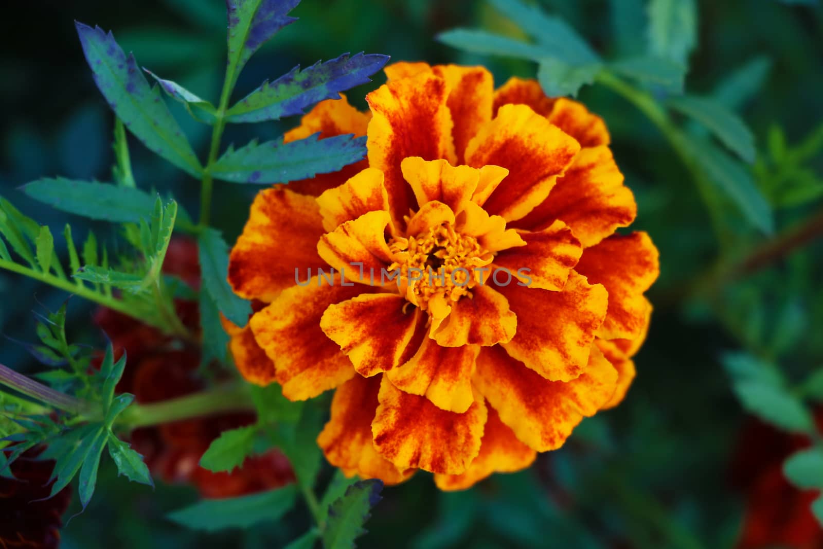 Red marigold in a flower bed in the garden, close-up