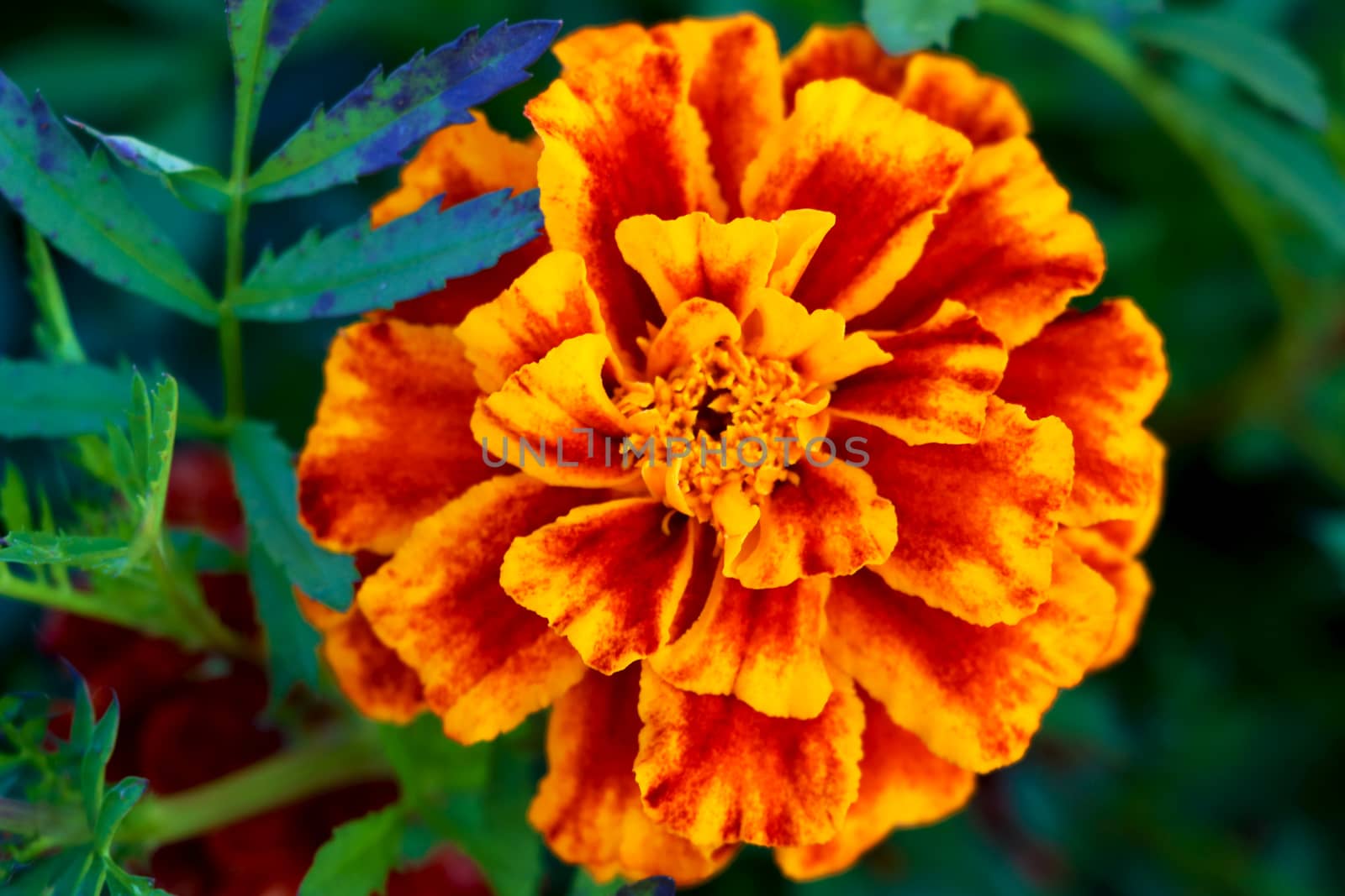 Red marigold in a flower bed in the garden, close-up