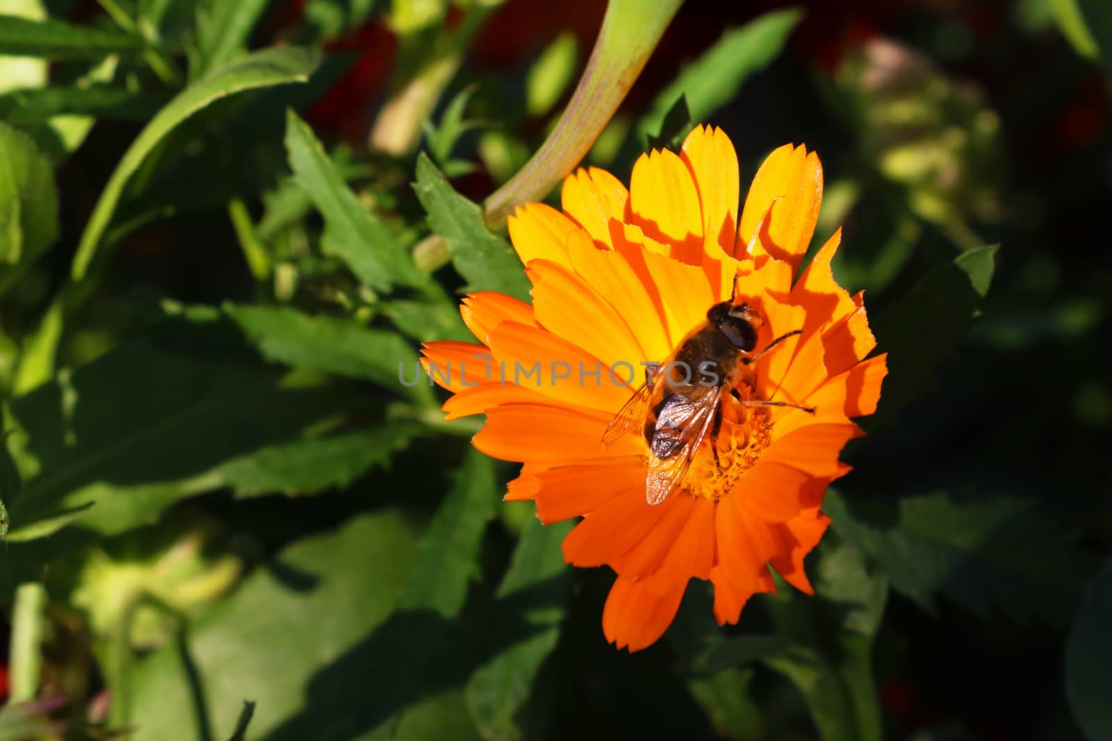 Honey Bee and flower in Nature Background. Sping, summer