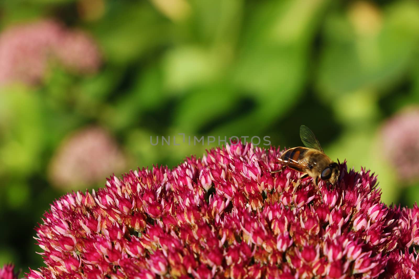 Bee with flowers. The bee has benefited from the flower is the sweet water, the flower has bee pollinating