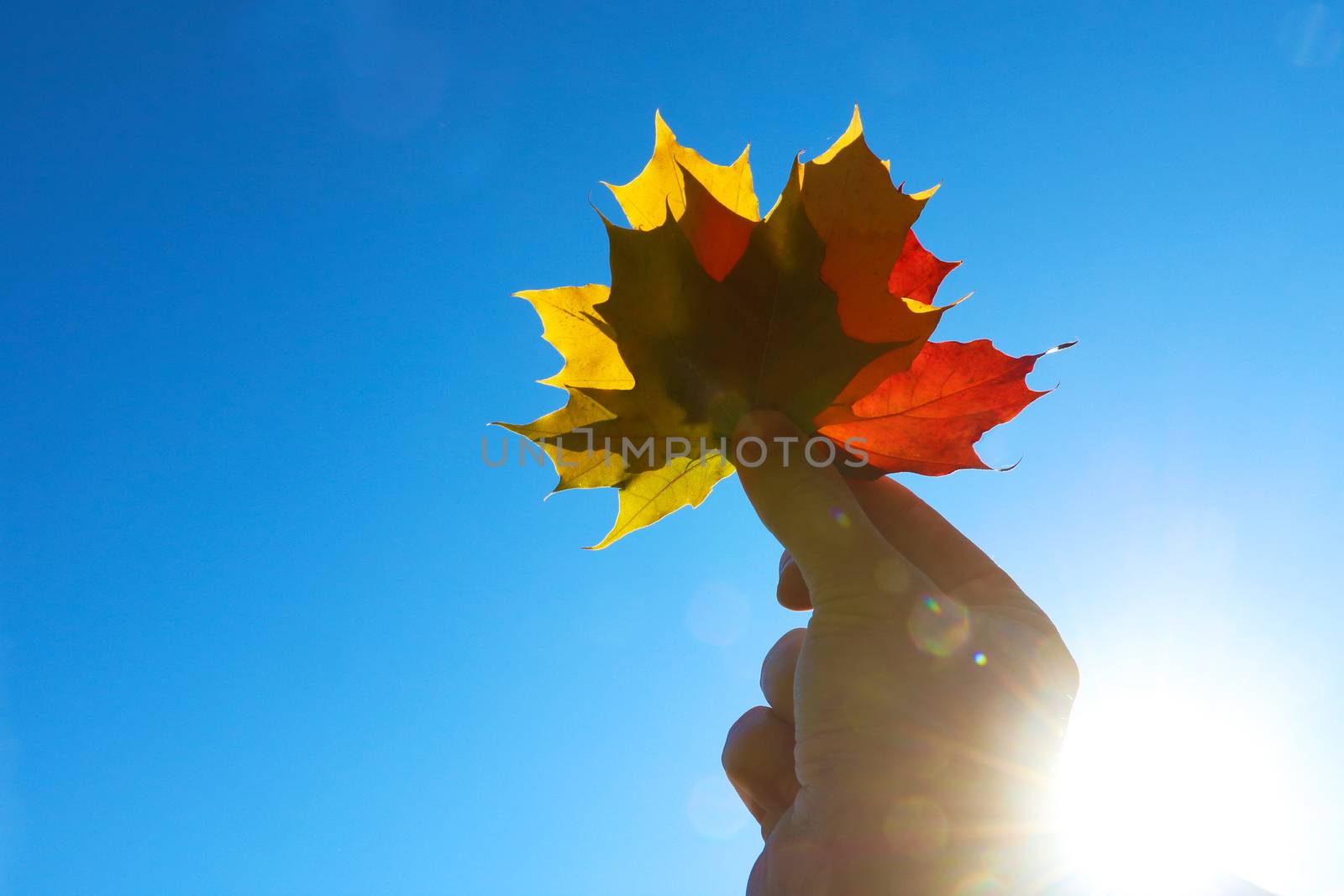 Multi-colored maple leaves on hand in the autumn season. by kip02kas