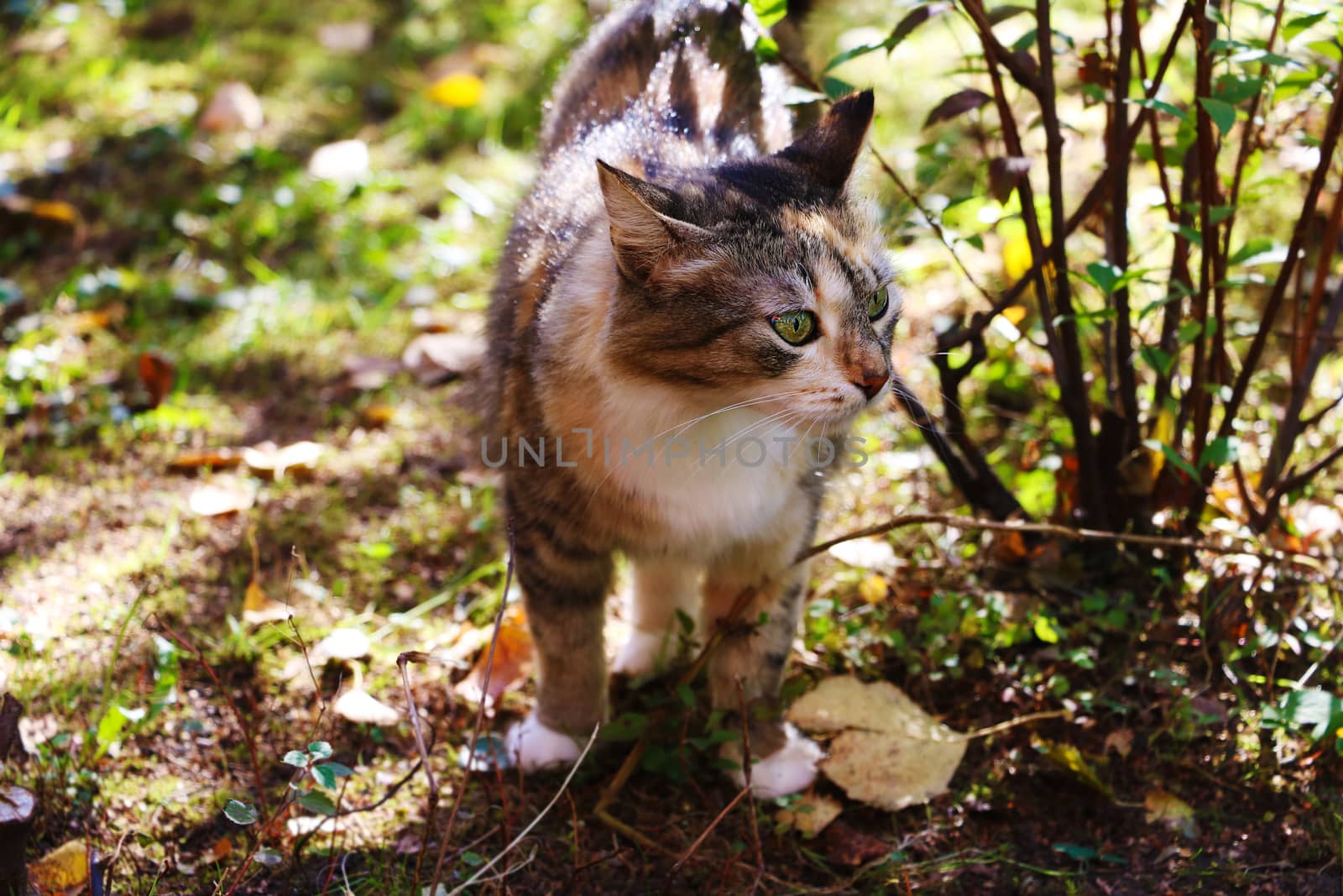 A cat with bright green eyes in the garden