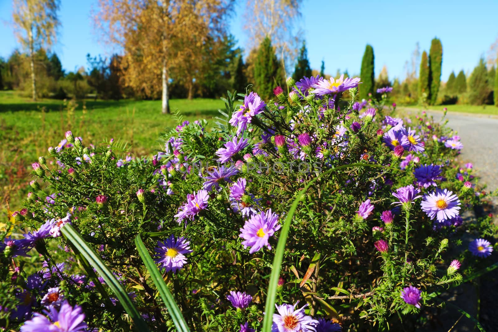 In the foreground flowers against the garden on a sunny day. by kip02kas