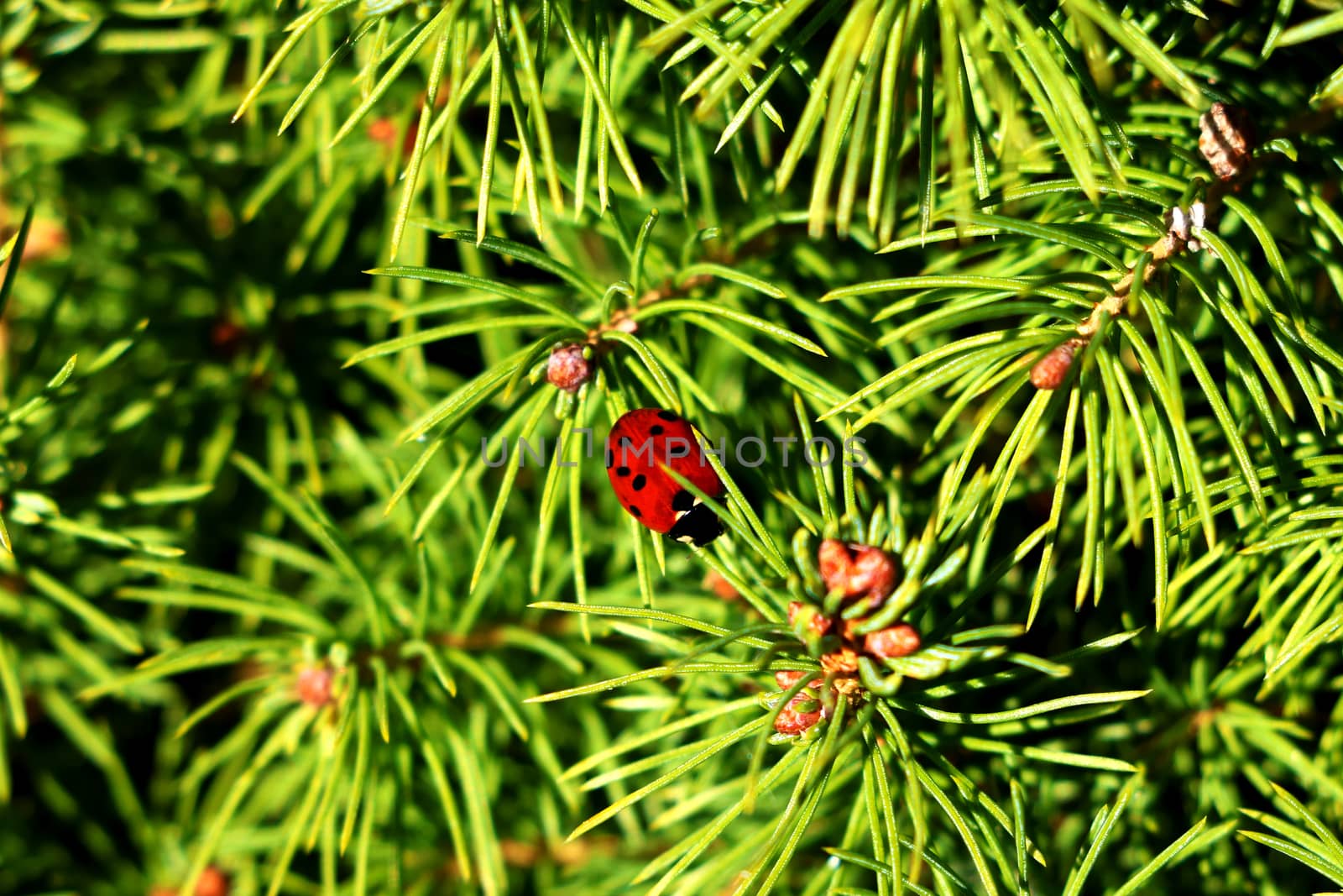 View of a ladybird on a green branch of a tree