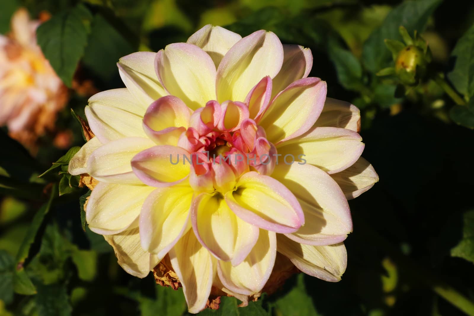 Pink, yellow and white fresh dahlia flower macro photo. Picture in color emphasizing the light different colours and yellow white highlights. by kip02kas