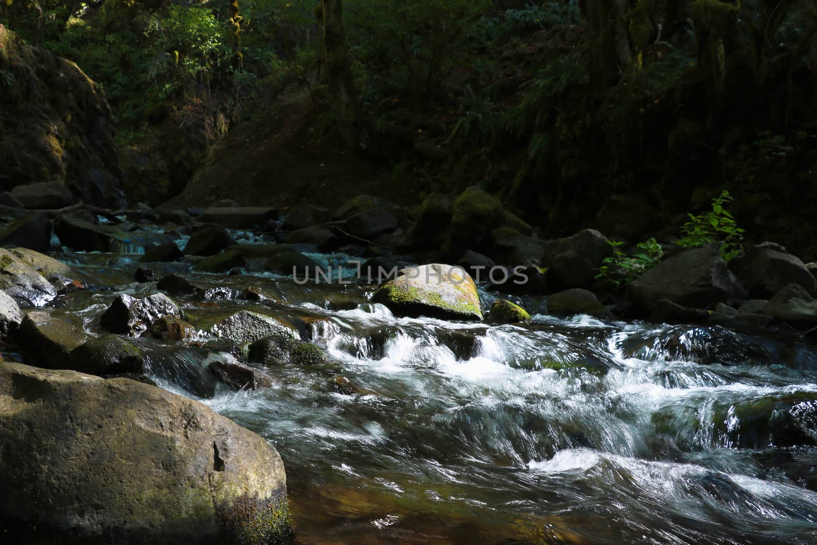 Stormy mountain river in the forest in summer sunny day by kip02kas