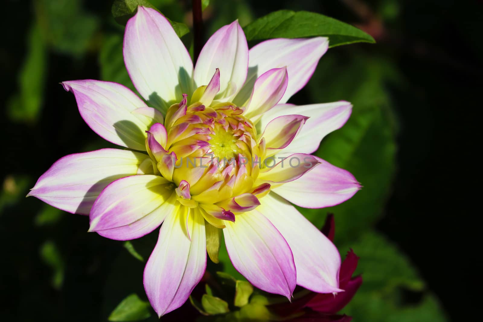 Details of white, yellow and purple dahlia flower macro close up photography. Photo in colour emphasizing texture, contrast and the abstract intricate floral patterns