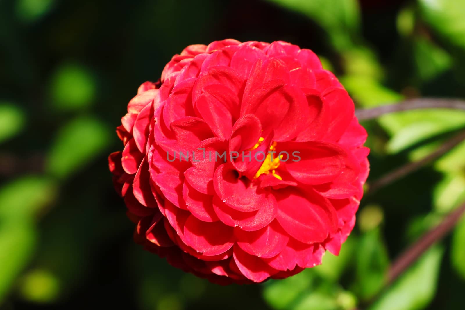 Red dahlia flower - Close up image with dahlia flower